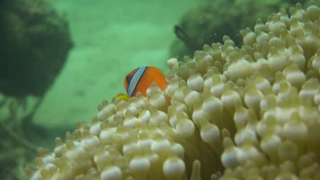 young tomato anemone fish hiding in sea anemone