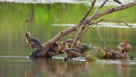 whistling duck chicks in pond .