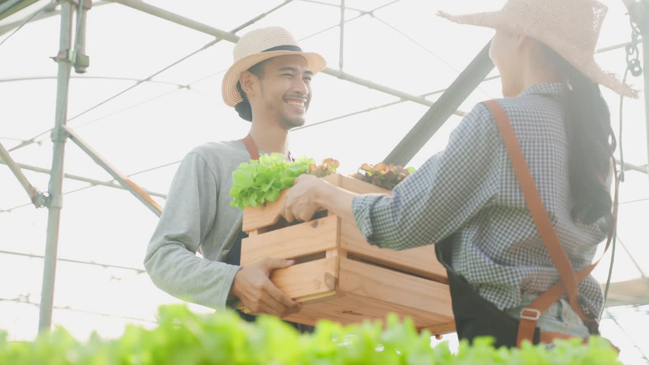 이 부부 는 온실 에서 신선 한 러드 를 수확 하고 있다