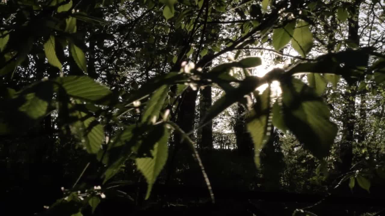 La luz del sol a través de los árboles