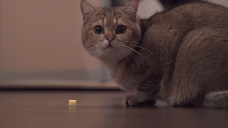 lindo gato jugando con queso en el suelo, primer plano