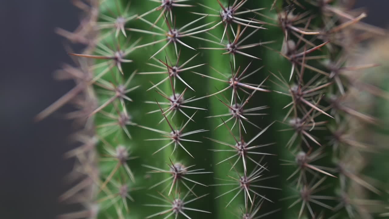 건강한 echinopsis 즙이 많은 선인장의 극도로 가까운 지브 샷