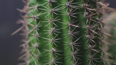 extreme close up jib shot of a healthy echinopsis succulent cactus