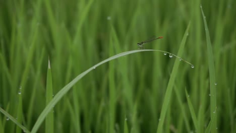 la libélula de aguja o zygoptera también se llama caballito del diablo en las hojas de arroz