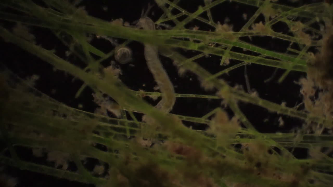 los chironomidae microscópicos se alimentan en medio de plantas acuáticas.