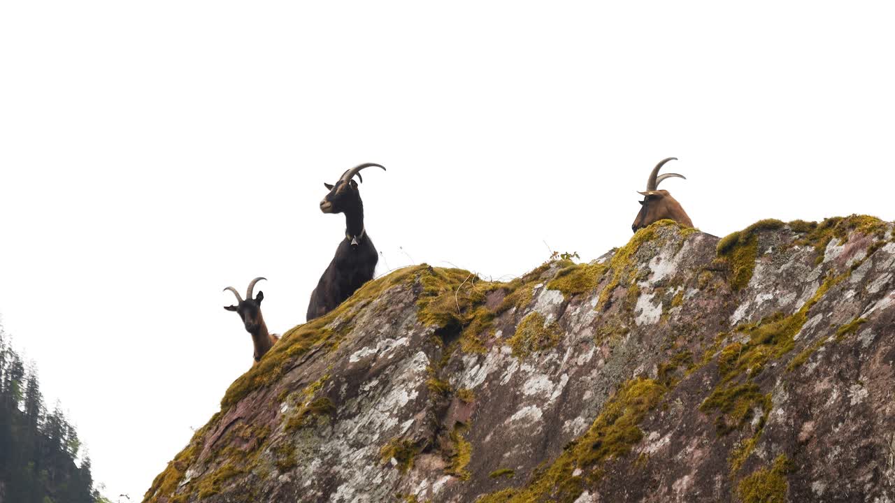 Several goats gaze over a rocky outcrop in the Swiss Alps. They gaze around at the beautiful natural mountain landscape.