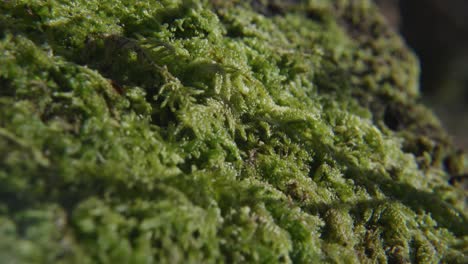 Moss-with-shadow-of-branch-in-slow-motion