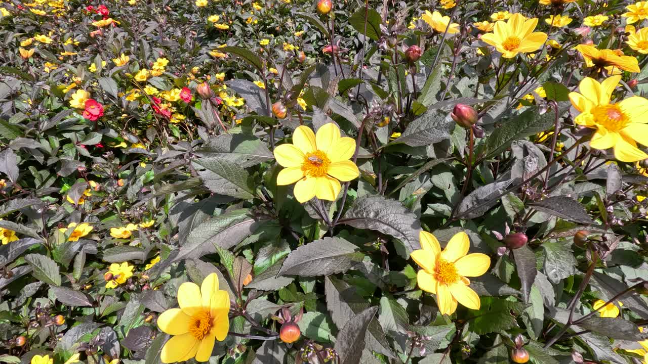 A bee moves among vibrant yellow Turnera ulmifolia flowers in a sunlit Berlin park garden, captured in a steady close-up with natural daylight