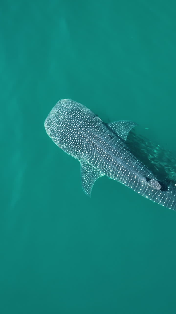 Aerial portrait above a whale shark diving in transparent water, Rhincodon typus