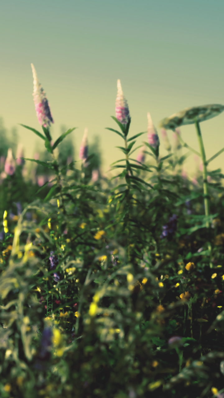 Field of flowers growing in the sunlight during the day