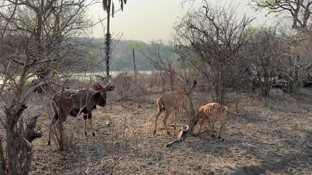 마제테 야생동물 보호구역에서 건조한 계절에 음식을 찾으려는 라 (tragelaphus angasi)