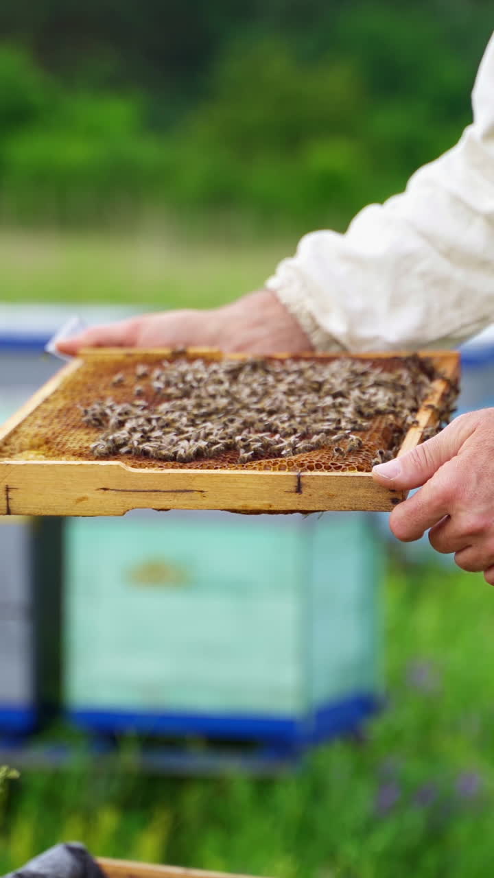Beekeeping examination in summer. Apiarist male touches bees crawling on frame with bare hand on colorful beehives background. Vertical video