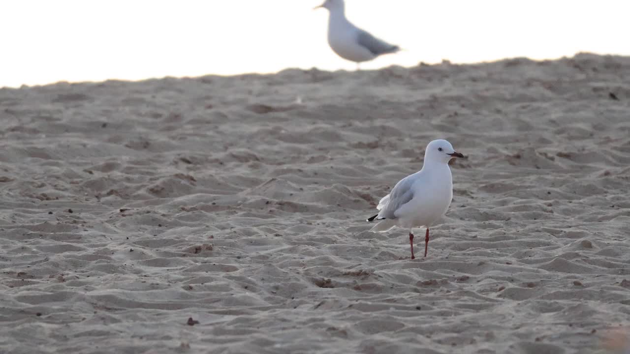gaviotas caminando por la playa de arena en melbourne