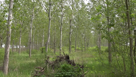 cottonwood tree forest and wooded landscape in spring