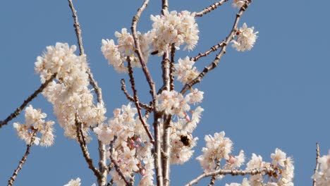 tree blossom with bumblebee and blue sky tree blossom with bumblebee and blue sky