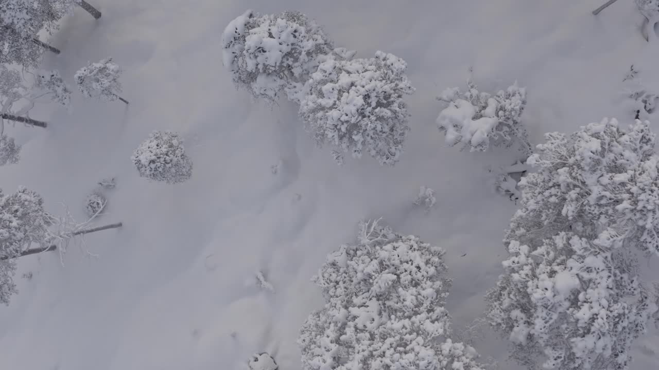 drone ascendiendo a través del bosque en la nieve profunda durante el invierno