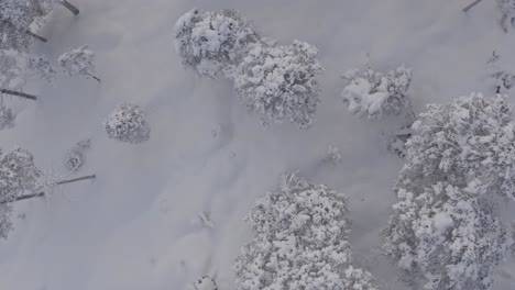 drone ascendiendo a través del bosque en la nieve profunda durante el invierno