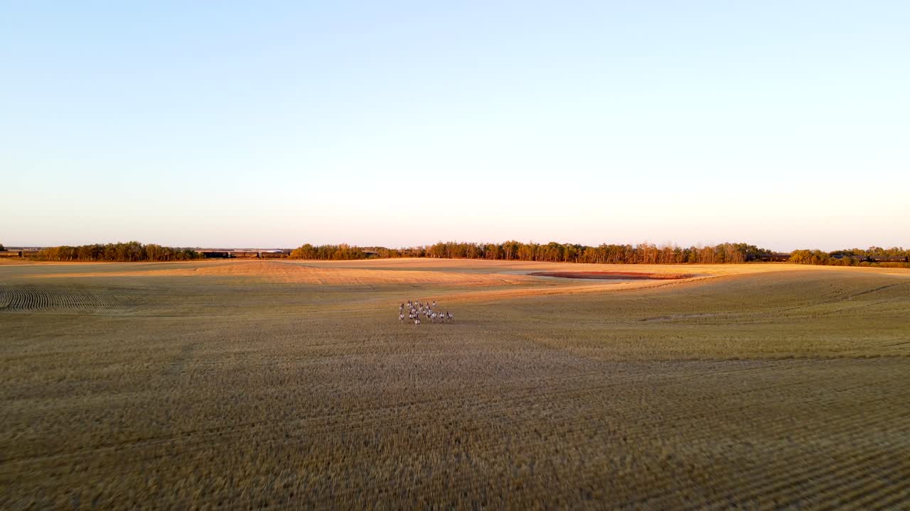 4k aerial footage of pronghorn antelope herd running away across fields in rural Alberta, Canada