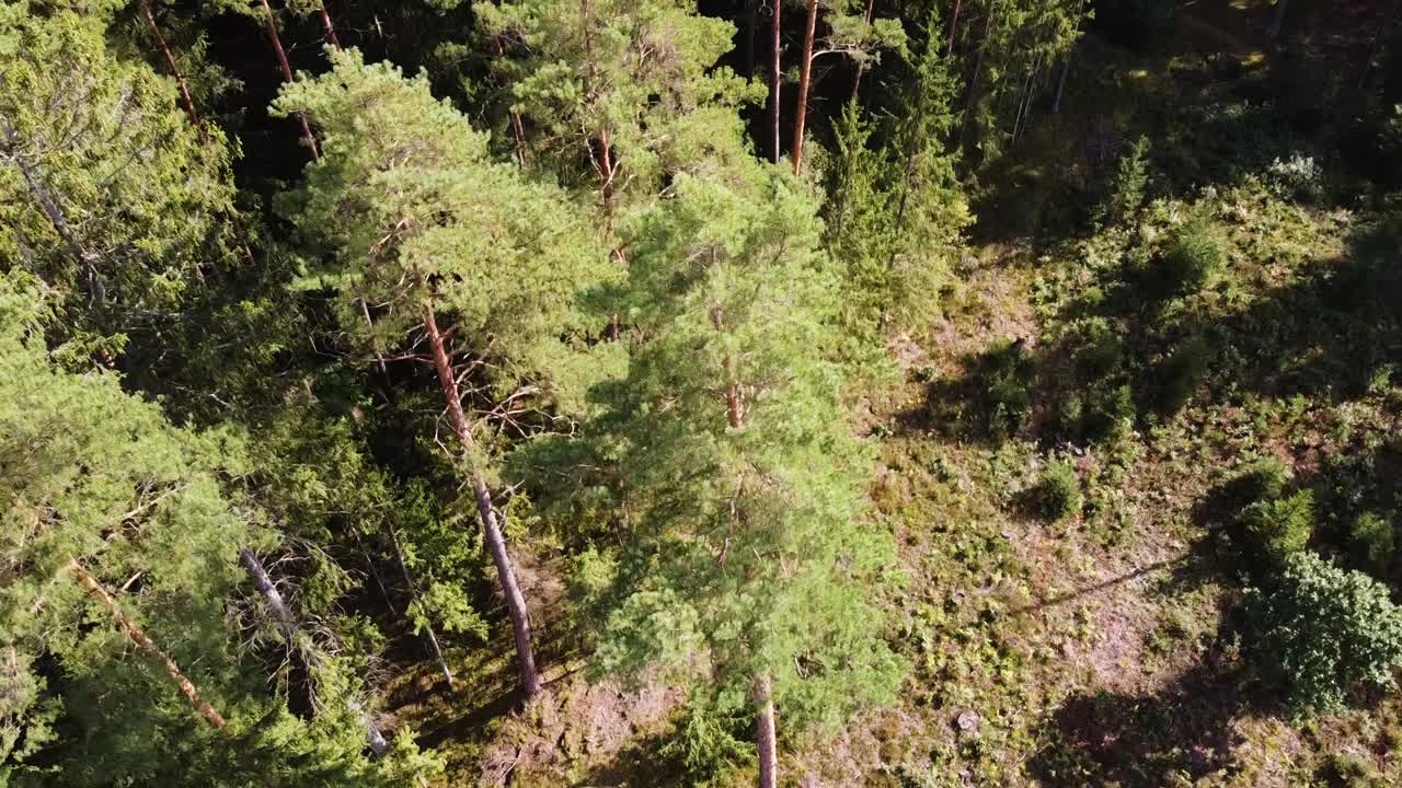 toma aérea de drones mientras los drones descienden y aterrizan en el suelo del bosque cerca de un enorme árbol de coníferas