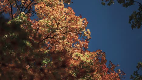 hojas de otoño de colores brillantes contra el cielo azul