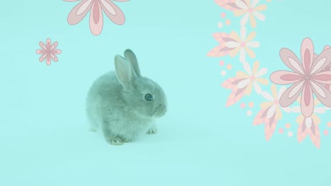 Animation-of-pink-flowers-spinning-with-easter-bunny-over-blue-background