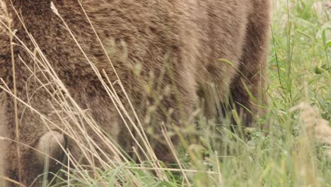 cerrar la cara mientras el gordo oso grizzly come