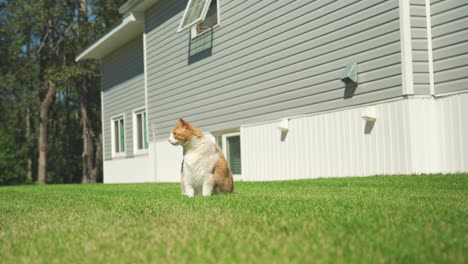 big orange house cat sitting on grass in front of house