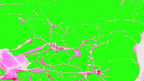 paint splashing from both side pink and purple painting flow in 4k isolated on green screen
