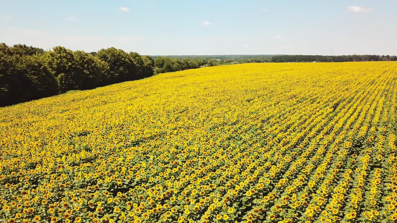 Yellow sunflowers. Wonderful rural landscape of sunflower field in sunny day. Drone aerial view