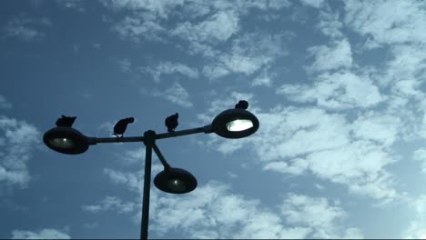 Aves-Marinas-En-Lámpara-Esperando-En-El-Puerto