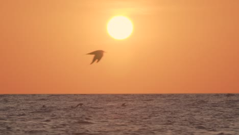 sun and ocean with bird silhouettes flying by in slow motion