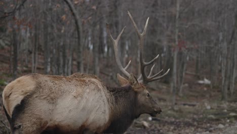 Close-Up-Of-Male-Red-Deer-In-Forest---Cervus-Elaphus-In-Parc-Omega,-Quebec---slow-motion