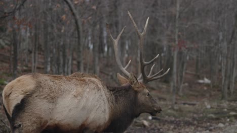 cerca de macho ciervo rojo en bosque - cervus elaphus en parc omega, quebec - cámara lenta