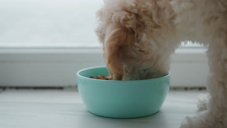 close up view of collie puppy eating from bowl on tiled floor by snowy window in cozy kitchen with warm natural light on fluffy cream fur during calm winter morning feeding