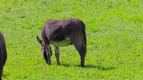 Male-Donkey-With-Horses-Grazing-In-The-Grassland-On-A-Sunny-Day