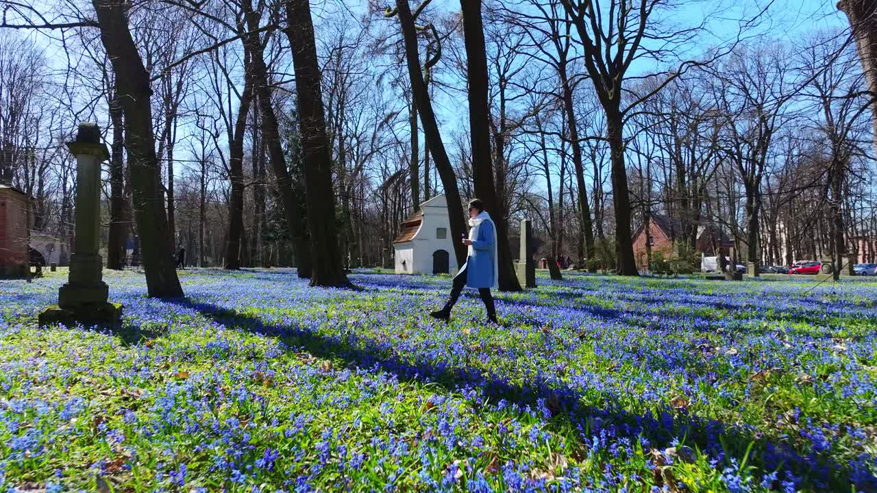 Peaceful Slow Motion Walk Among Spring Scilla Blooms in Riga's Historic Cemetery