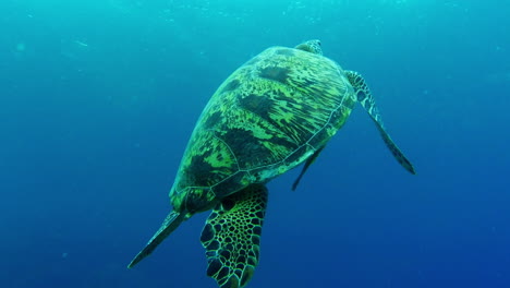 una tortuga marina verde nadando bajo el agua