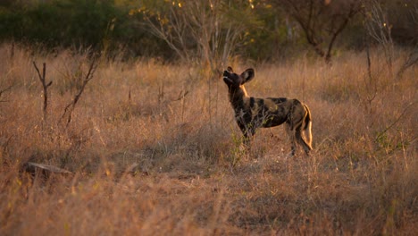 Perro-Salvaje-Africano-Interactuando-Con-La-Hierba-En-La-Hora-Dorada