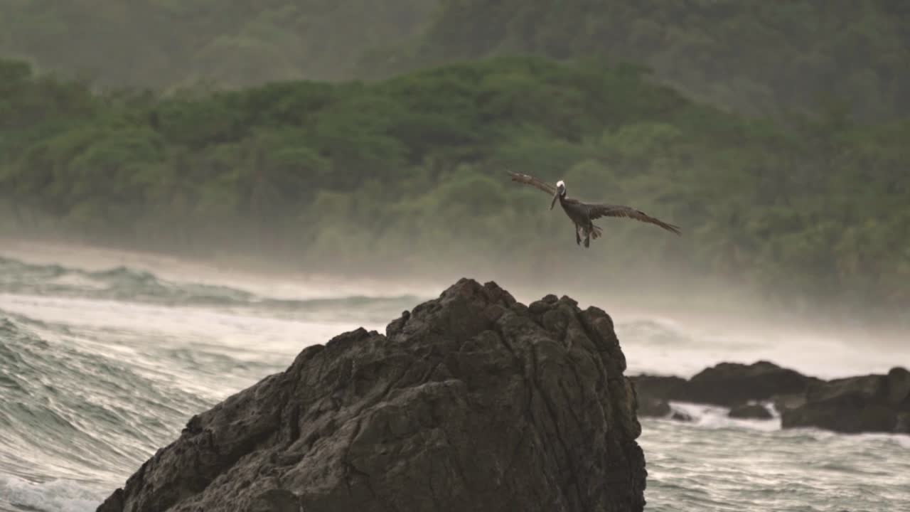 Pelican gracefully lands on a dark rock surrounded by the ocean's waves in Santa Teresa, Costa Rica
