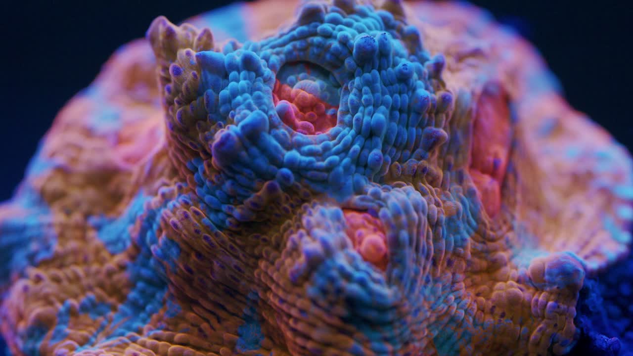 Extreme macro close-up of Nacho Cheese chalice coral under actinic lighting, showing muted blue surface with scattered orange patches and detailed textured polyps in reef aquarium