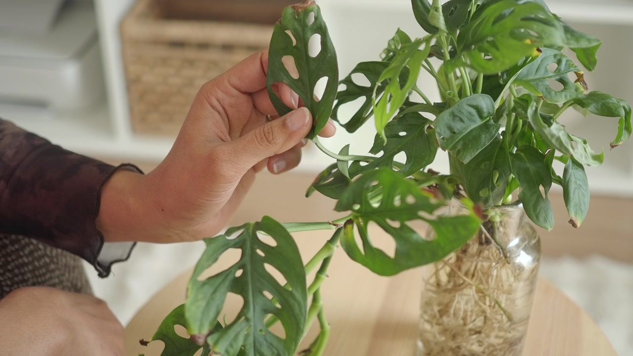 Person's Hand Gently Touching a Green Monstera Adansonii Leaf