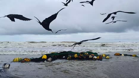 red de pesca arrastrada a tierra con peces y aves marinas muertos