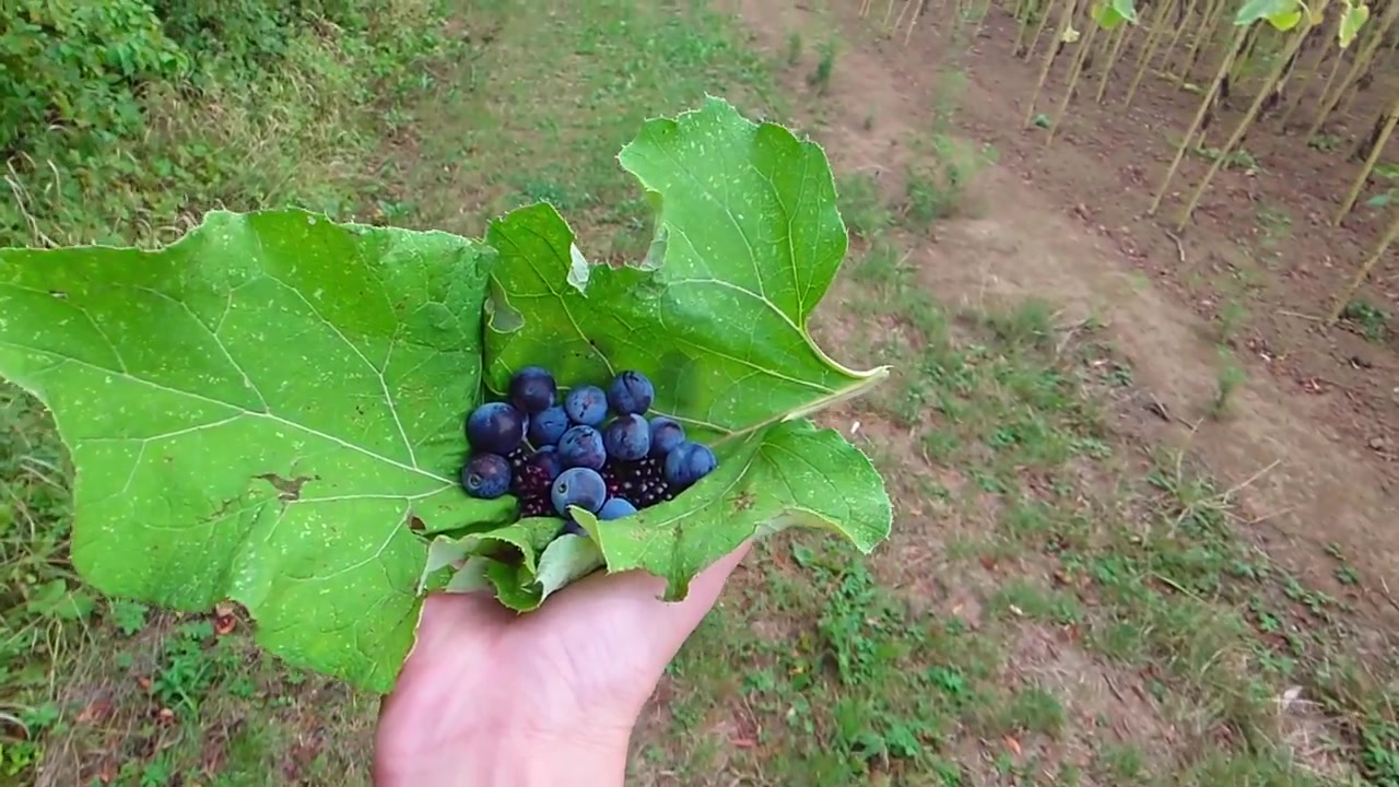 Una ripresa in prima persona con POV verso il basso mentre si cammina lungo un sentiero sterrato, trasportando bacche di prugnolo blu appena raccolte e tenute all'interno di una grande foglia verde nella zona rurale di Alsómocsolád, Contea di Baranya, Ungheria