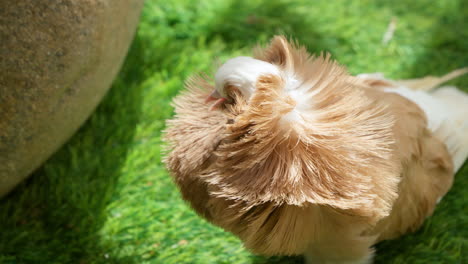 Jacobin-Pigeon-With-Distinct-Muff-or-Cowl-of-Fluffed-Feathers-Form-In-Shape-of-Rosette-Surrounding-Pigeon's-Head---Close-up