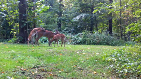 Weißwedelhirsche-Bewegen-Sich-Langsam-Durch-Eine-Lichtung-Im-Wald,-Während-Ihre-Zwillingskitze-Im-Spätsommer-Im-Mittleren-Westen-Toben