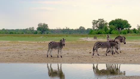 zebra walking along water amazing mirror effect