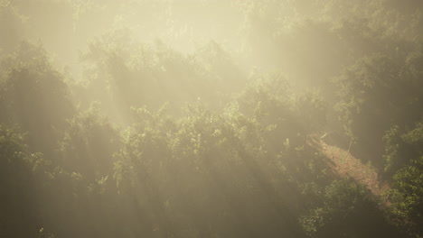 niebla en un bosque en vista aérea