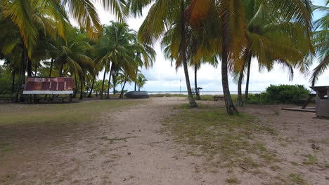 Low-altitude-drone-flight-between-coconut-trees-in-Awala-Yalimapo-Guiana