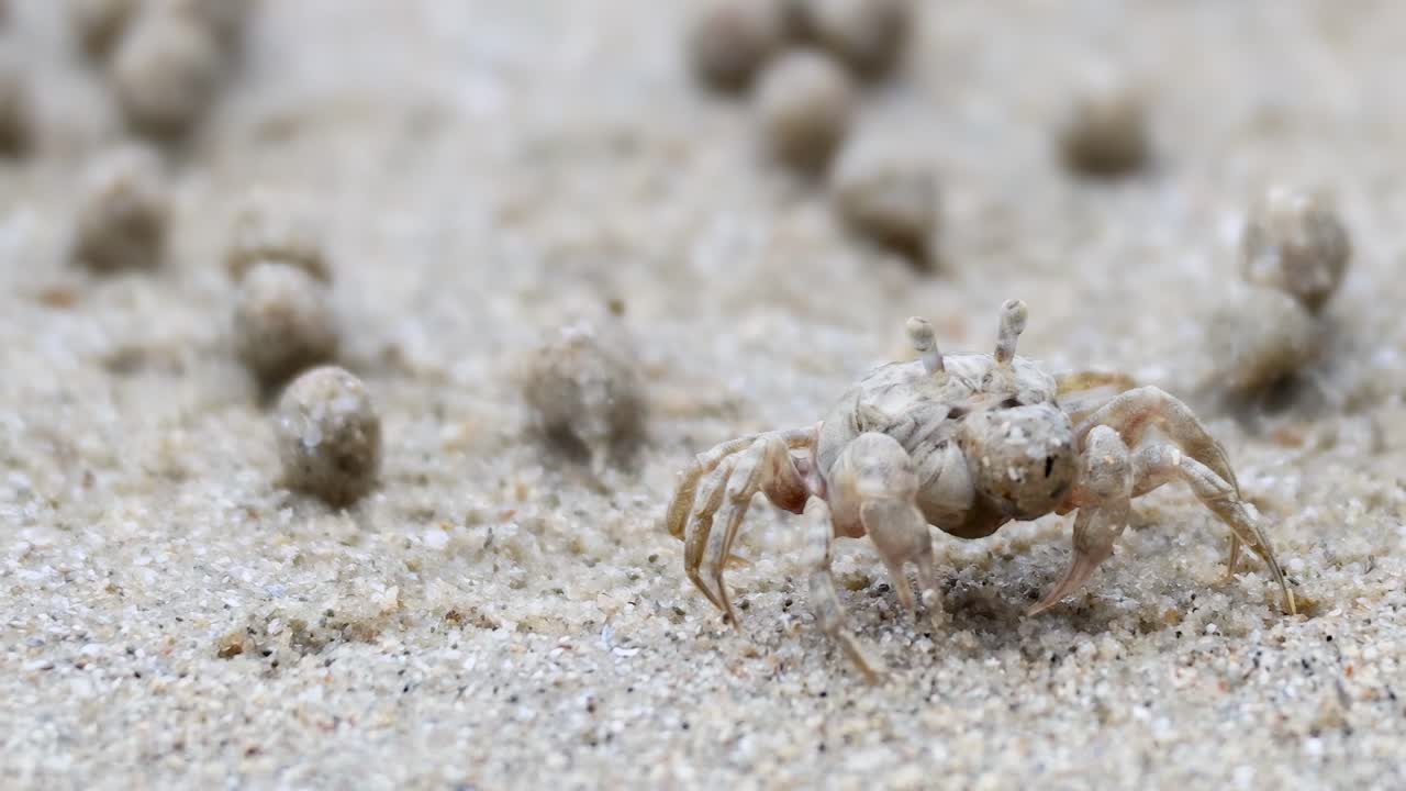 A ghost crab skillfully maneuvers through sand balls on a textured beach surface.