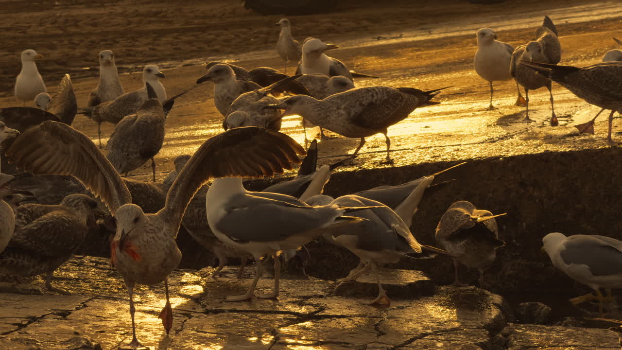 Flock of Seagulls at Golden Hour